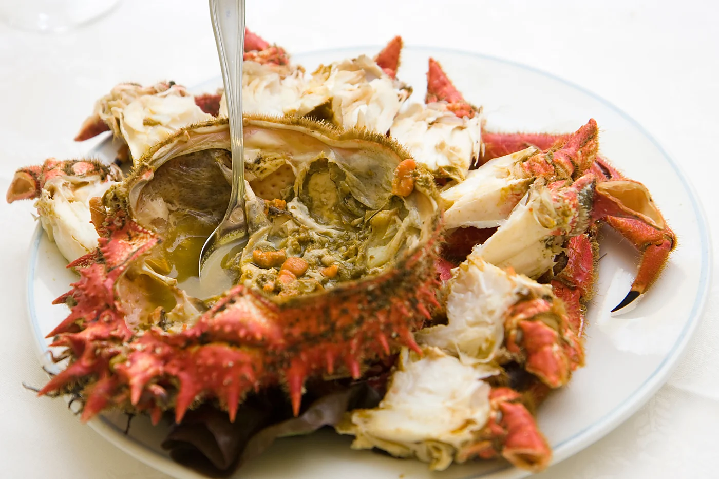 Centolla (spider crab) de Guernsey