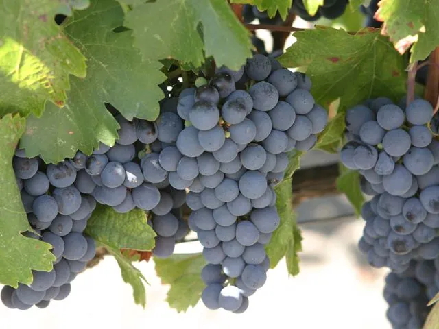 Malbec