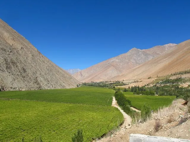 Pisco chileno