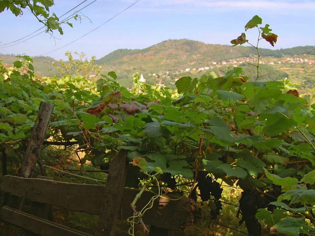 Vinho verde