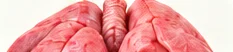Bofe (pulmones)
