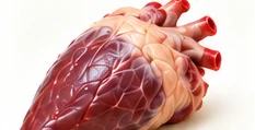 Corazón