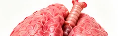 Bofe (pulmones)