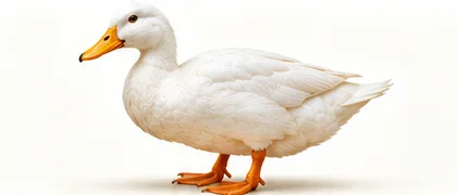 Cortes de pato