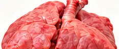 Bofe (pulmones)